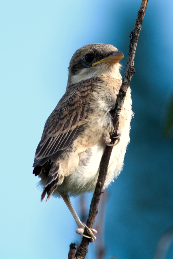 ����� ������������  Lanius collurio (������) ����� �� Nikon D5200 Nikkor 55-300