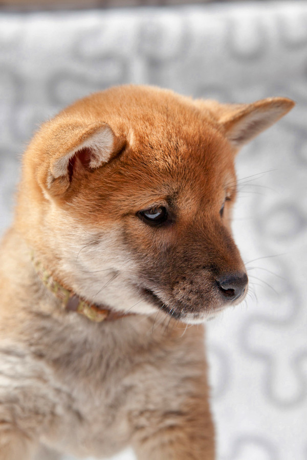 Сибуин порода собак фото