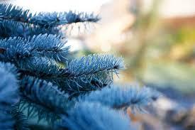 Голубые не только ели, но и пили.