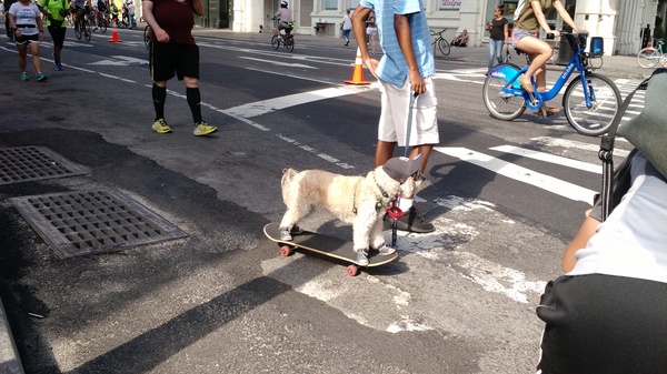 Стильный пёс