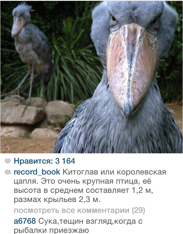 ����� ���� - ��������