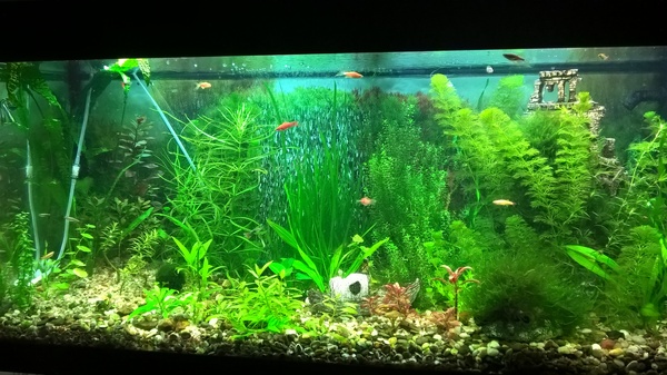 My aquarium - My, Aquarium, Aquascape, My, Aquarium fish, Longpost