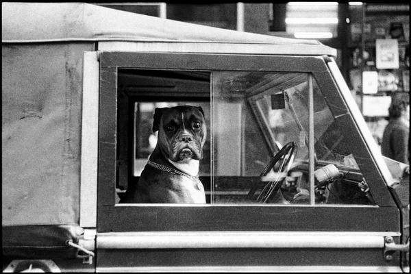 Dog in the car - In contact with, Old photo, Dog