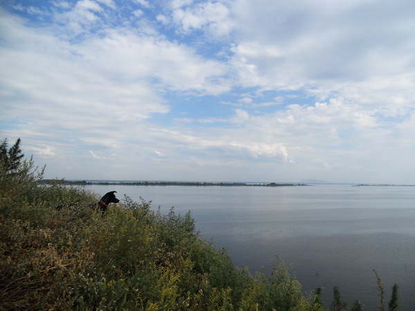 blue weekend - My, Dog, Travels, Longpost, Village, , Camping, Volga, Saratov region