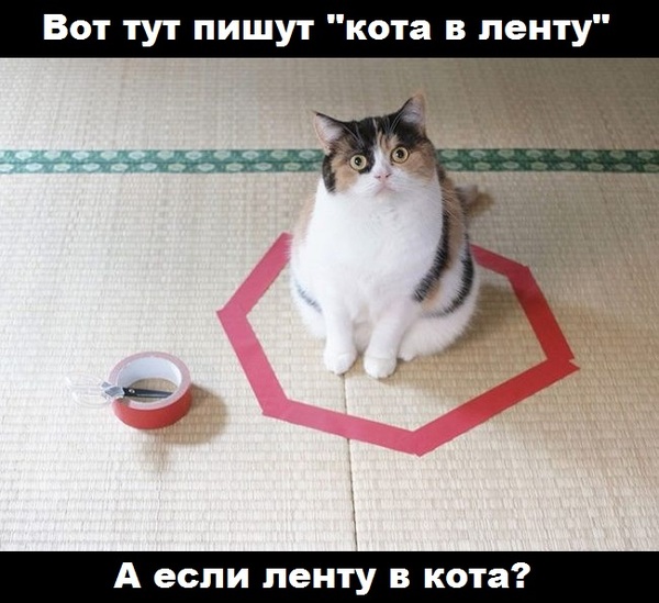 Кот и лента