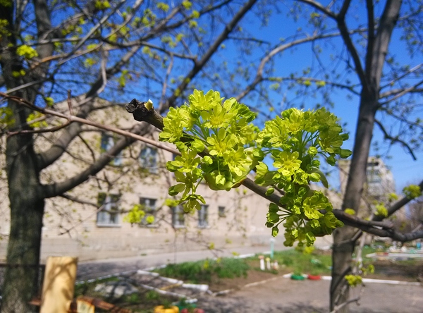 Spring with Xiaomi - My, Photo, Xiaomi, Spring