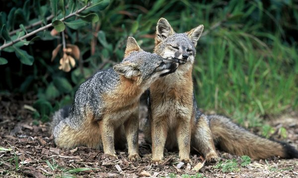 Scientists succeeded in restoring the island fox population - news, Animals, Longpost, Fox, Interesting, Recovery