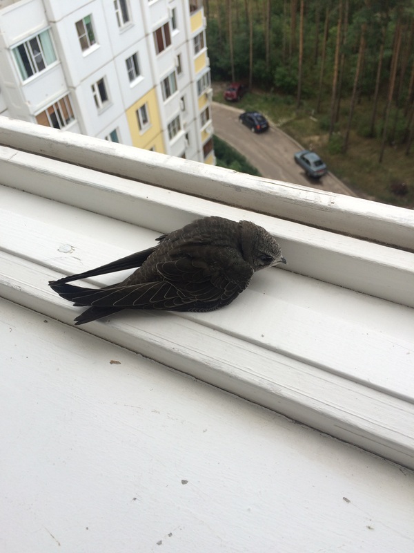 Please help with bird - My, Help, What kind of bird?