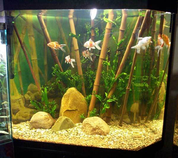 Aquarium - part 1: Choosing an aquarium - My, Aquarium, Aquarium, Aquarium fish, My, Beginning, Longpost