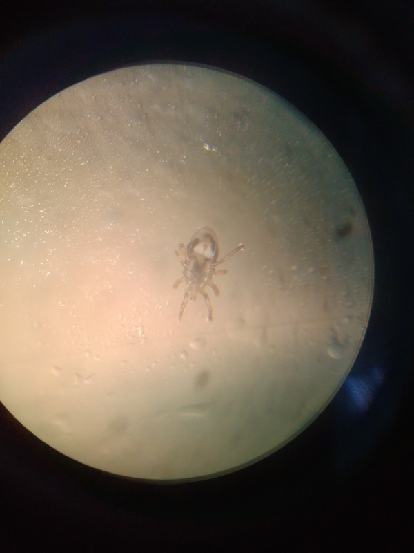 Help identify the animal! - My, Parasites, Жуки, Mite, Fleas, Bedbugs, Disgusting, Insects, Apartment