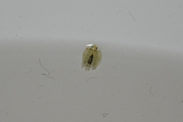Who is this? - Question, Who is this?, Photo, Parasites, , My