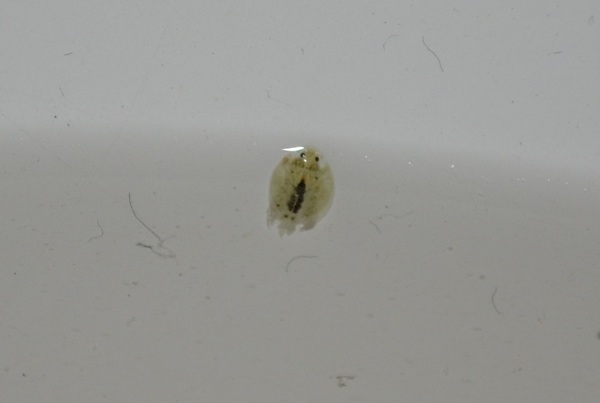 Who is this? - My, , Parasites, Photo, Who is this?, Question