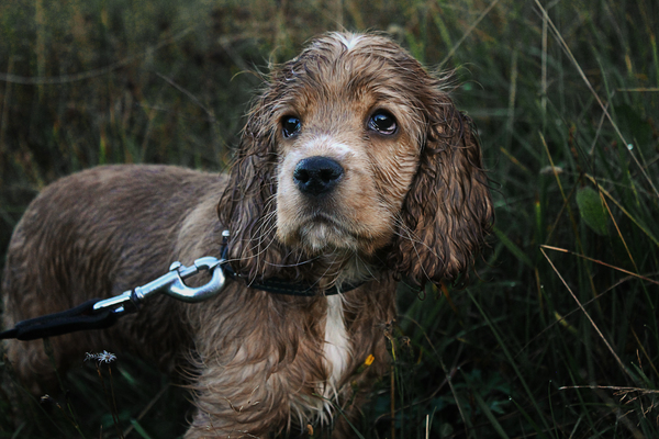 wonderful dog - My, Spaniel, Canon 1100d, , Animals, Dog