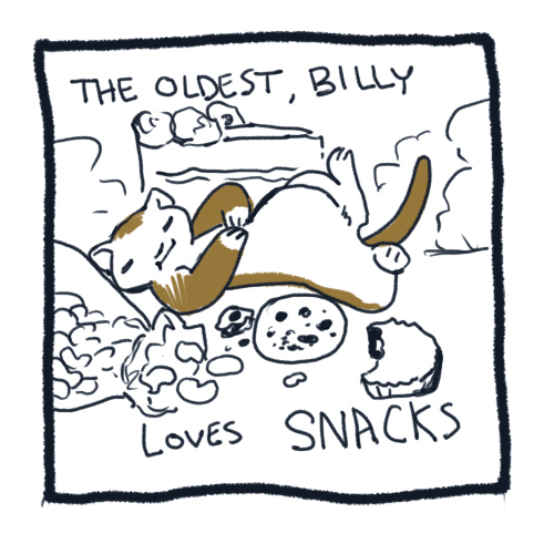 Хорьки | Пикабу