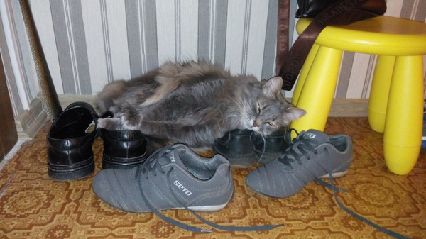 Homeless - Bum, My, cat, Shoes