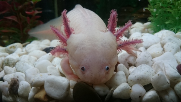 A few ax muzzles - My, Axolotl, Photo