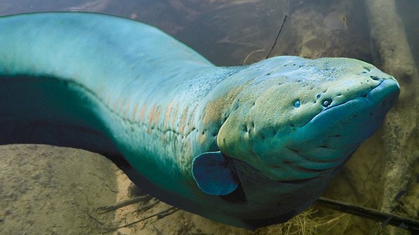 Electric eel and its successfully developed branch in evolution - Electric Eel, A fish, Evolution, Longpost, Geektimes, Video