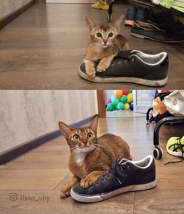 A year has passed, but the slipper is still a favorite) - My, cat, Time, Comparison, Milota, Abyssinian cat