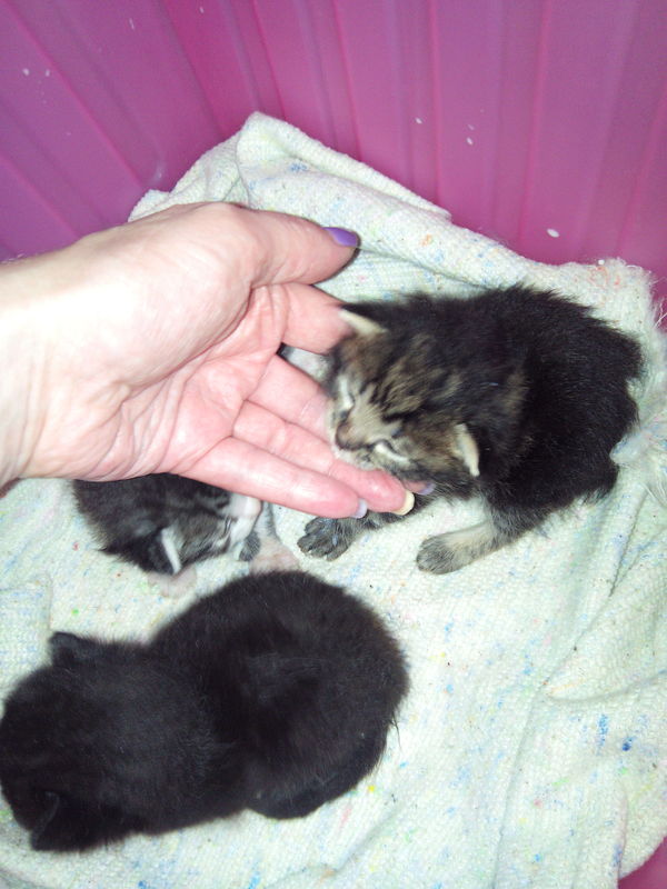 Pikabushniks of Voronezh! - Help, Helping animals, Shelter, Longpost, cat, Voronezh, In good hands, I'll give it to good hands