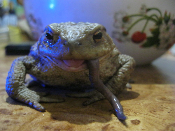 Blackberry Breakfast - My, Toad, , Worm