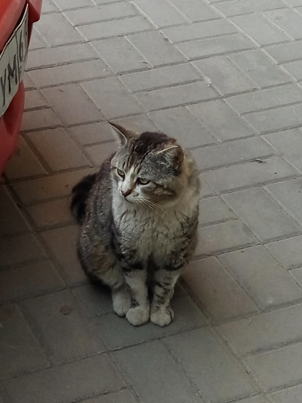 Charismatic homeless cat. - My, cat, Charisma