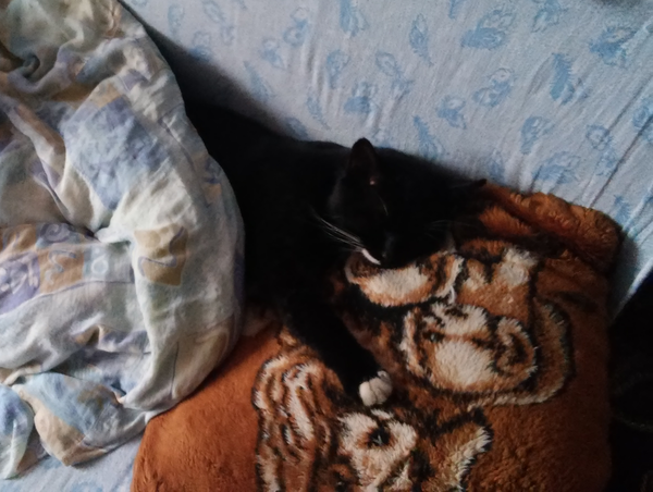 ������ ���