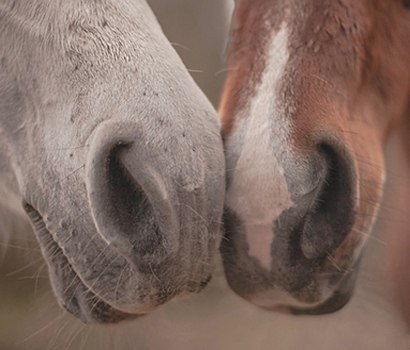 Носишек в ленту