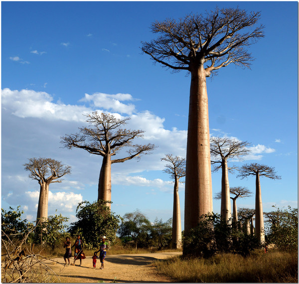 Avenue of the Baobabs in Madagascar - Nature, Peace, Tree, Baobab, Travels, Interesting, Unusual