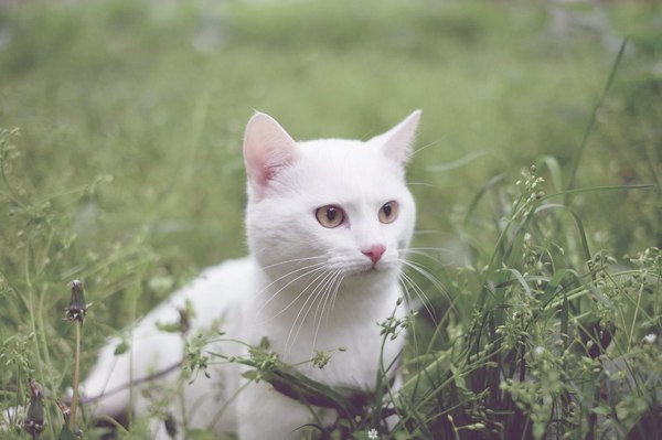 Pixel - My, cat, White, 