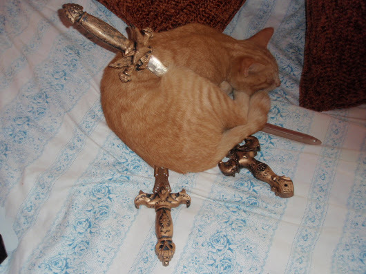 The magician's cat. - Photo, cat, Magician, Swords and swords
