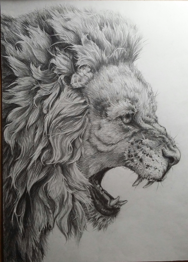 The maned lion is the king of beasts, there is no braver in the world of the beast. - Friday tag is mine, Pencil drawing, Predator