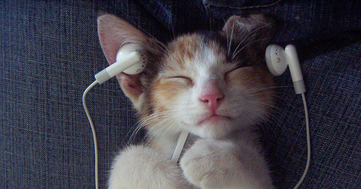Звук пылесоса слушать громко для котов. Кот в наушниках. Кот слушает. Наушники котики. Милые котики с наушниками.