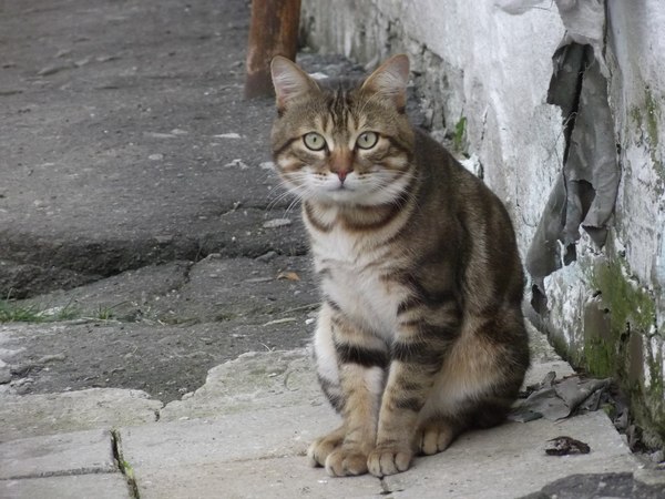 Beautiful beast. - cat, , Kurilian Bobtail, Longpost