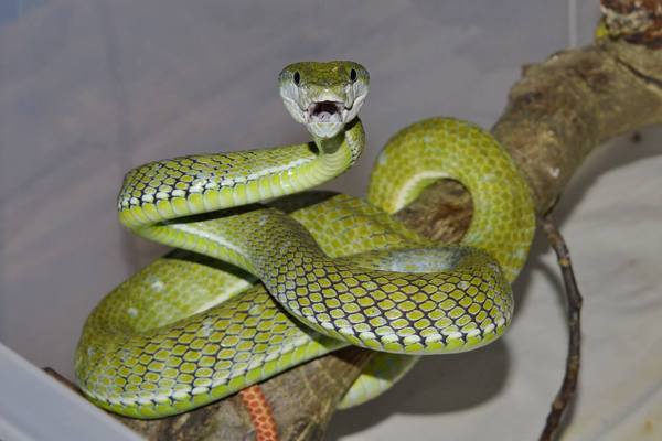 Удивлённая куфия Хагена (Trimeresurus hageni)