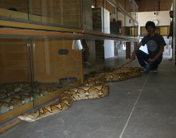 Giant reticulated pythons - My, Snake, Python, Reticulated python, , , Record, Longpost