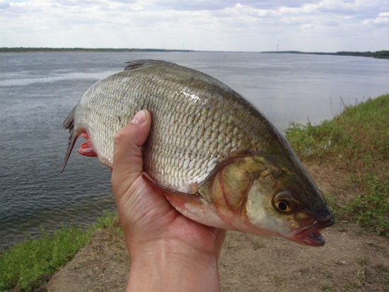 ���������� �����������, ��� ������� �� �������� �� ����� ������ ������ �����