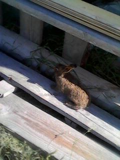 Hares in the country - My, Dacha, Hare