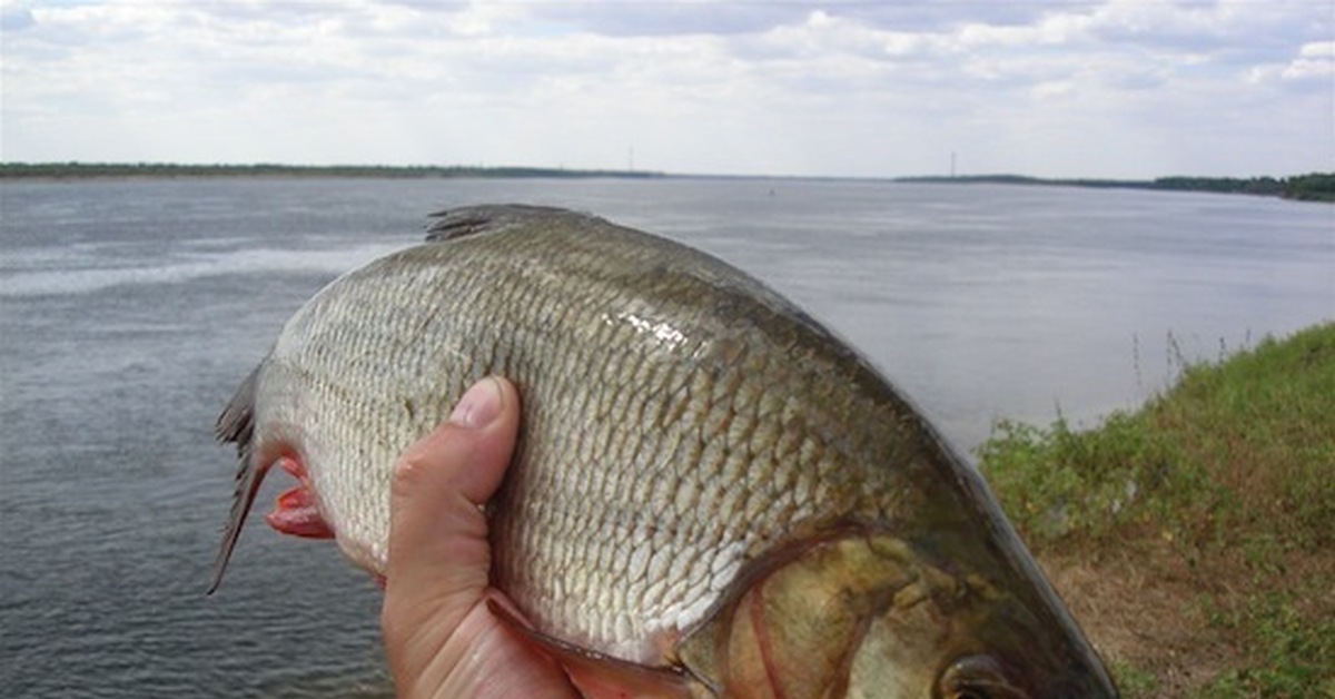 Язь рыба где водится. Язь Озерный. Язь Leuciscus idus. Язь Сибирский. Язь Речной.