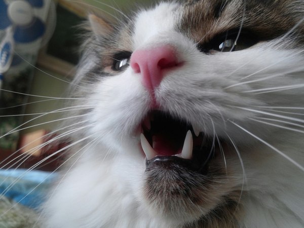 A little bit of my vampire in your feed! - My, Vampires, cat, Fangs, Teeth, 