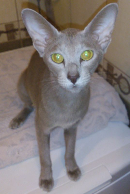 Rescue of a plague-ridden orphan, oriental cat - My, Oriental cats, Animal Rescue, Panleukopenia, Longpost, cat