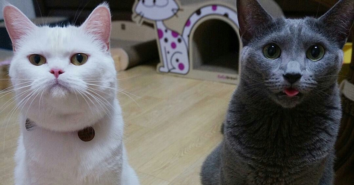 Злюка Кот