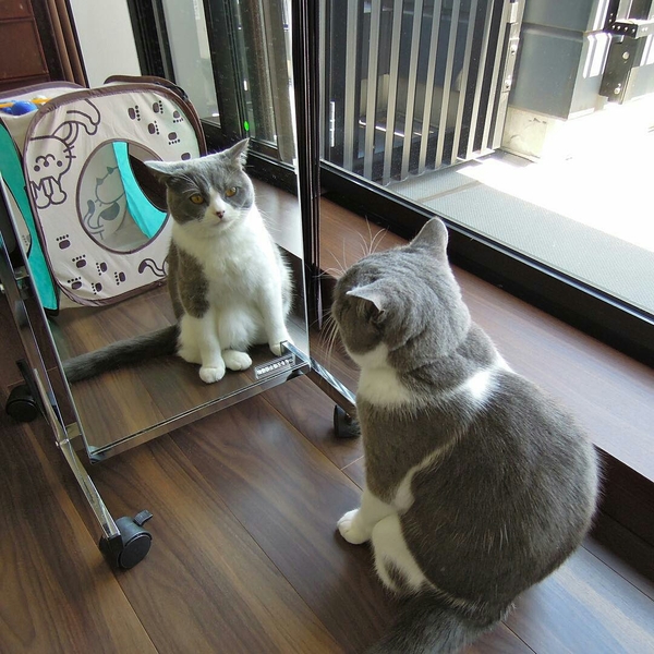 Who are you? - cat, Kotevkorobke, Mirror, , Who are you?