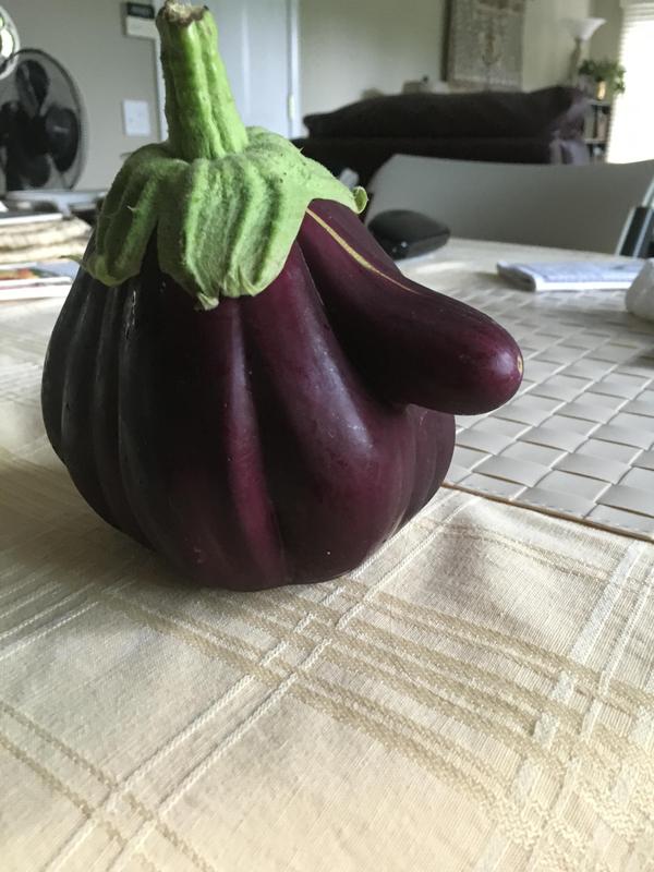 nosed eggplant - Eggplant, Photo, Vegetables, Garden