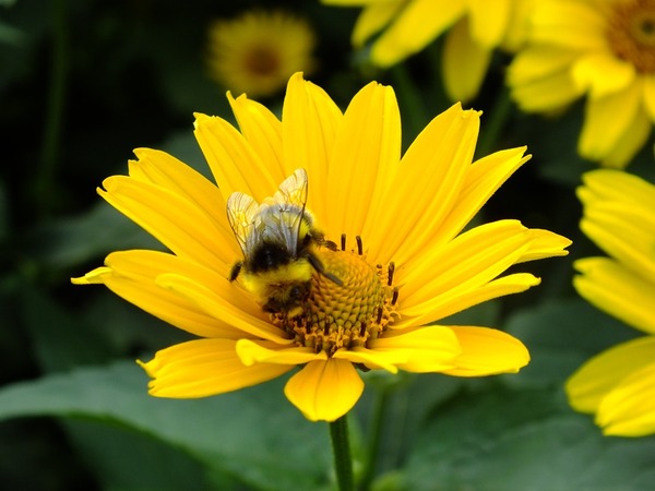 About bumblebees balconies. - Longpost, Life stories, Bumblebee, My, Balcony, Neighbours