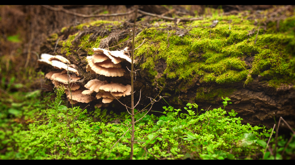 Lost in the forest? The main thing is not to panic. Find moss on a tree trunk. The sight of moss is soothing. - My, Photo, My, Nikon d3000, Moss, Russia, North Caucasus, Краснодарский Край, Nature, Longpost