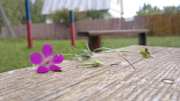 Little dacha - My, Dacha, Nature, Photo, , Longpost