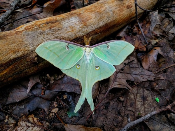 Эфирный мотылек LUNA ( Actias LUNA ) - Мотылек, Фото, Природа, Насекомые, Красочно, Красота