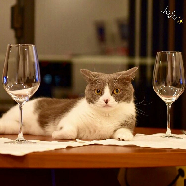 Planning a romantic evening? - cat, Kotevkorobke, Romance