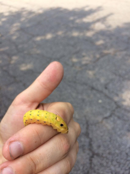 History of the Nuggets :) - Photo, Longpost, Caterpillar, Butterfly