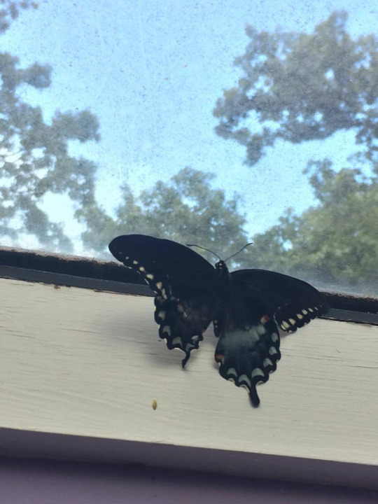 History of the Nuggets :) - Photo, Longpost, Caterpillar, Butterfly